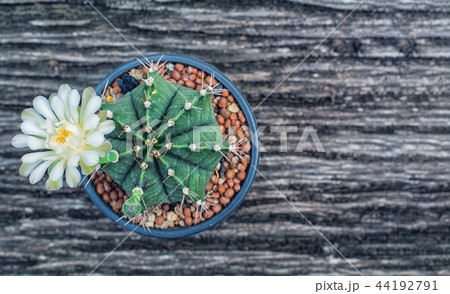 cactus cactus 44192791