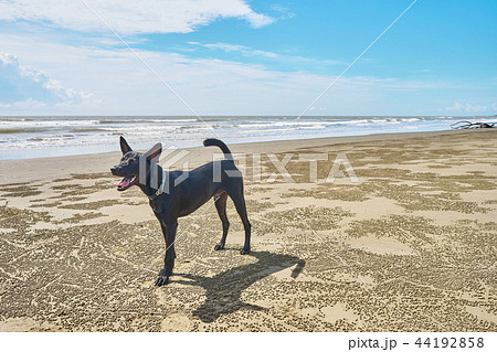 動物 動物学 犬 44192858