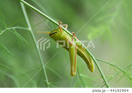 ツチイナゴの幼虫 44192904