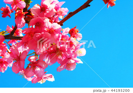 寒桜と青空の風景 44193200
