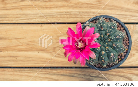 Pink Cactus 44193336