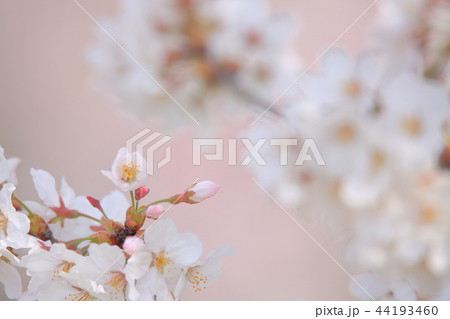 さくら　花房　優しい春の思い出に 44193460