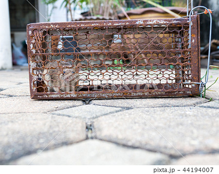 The rat was in a cage catching. Rat has contagion 44194007