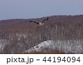 オジロワシ　狙う 44194094