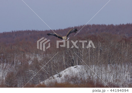 オジロワシ 狙う オジロワシ 狙う 44194094