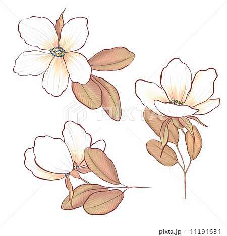 Botanical set of flowers and leaves 44194634