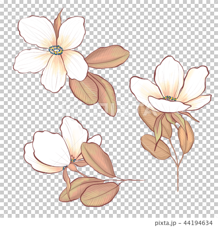Botanical set of flowers and leaves 44194634