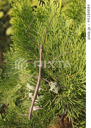 ナナフシ 44194684