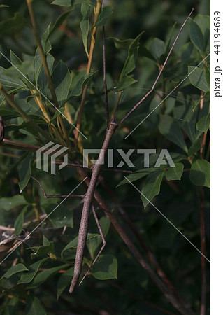 ナナフシ 44194689