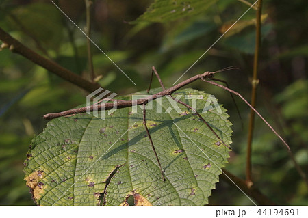 ナナフシ 44194691