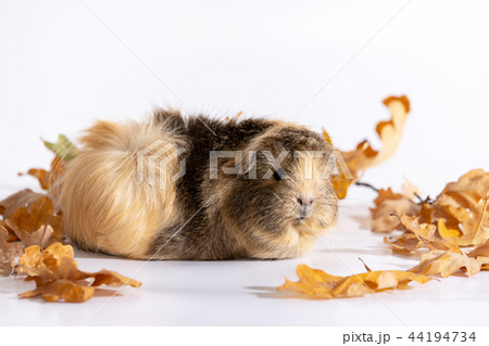 Adorable guinea pig isolated on white background Adorable guinea pig isolated on white background 44194734