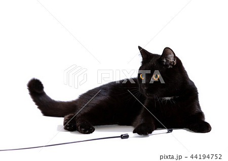 Adorable black cat isolated on white background 44194752