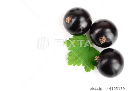 black currant with leaves isolated on white background with copy space for your text. Top view. Flat 44195179