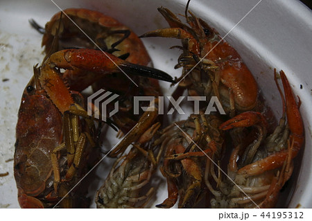 ザリガニの素揚げ ザリガニの素揚げ 44195312