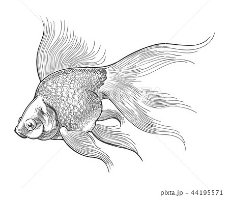 Goldfish Vintage Sketch Stock Illustration