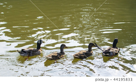 台湾 台北 台北市 44195833