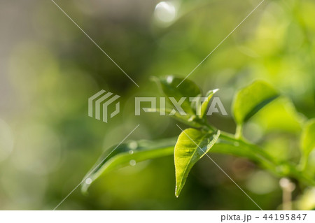 Green leaf with raindrop and bokeh background 44195847