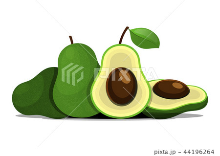Vector fresh fruit avocado isolated  44196264