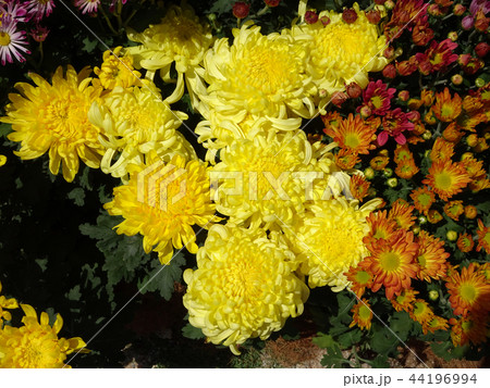 Chrysanthemum flowers at Putrajaya Chrysanthemum flowers at Putrajaya 44196994