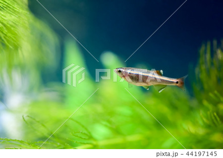 コッピー コッピー 44197145