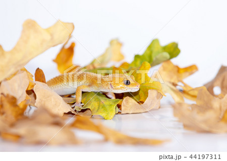Adorable leopard gecko isolated on white back 44197311
