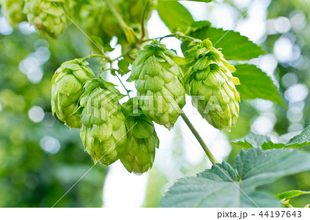 Detail of hop cones in the hop field before harves 44197643