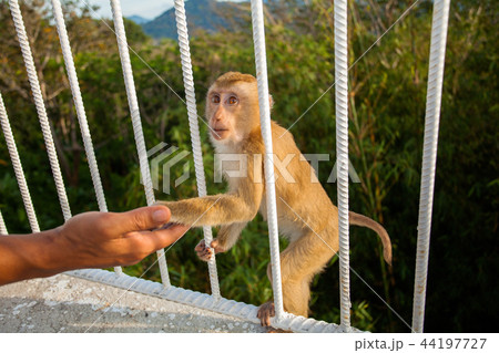 a little monkey eating food from hand 44197727