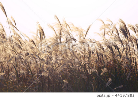 葦 ススキ 自然 44197883