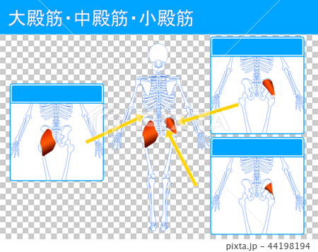 大殿筋 中殿筋 小殿筋 大殿筋 中殿筋 小殿筋 44198194