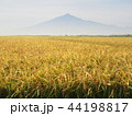 黄金の稲穂と岩木山 44198817
