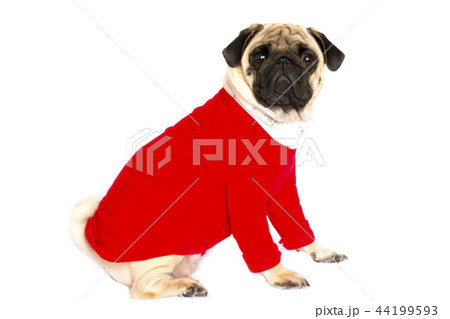 Sad pug dog with big eyes lying on wooden floor Sad pug dog with big eyes lying on wooden floor 44199593