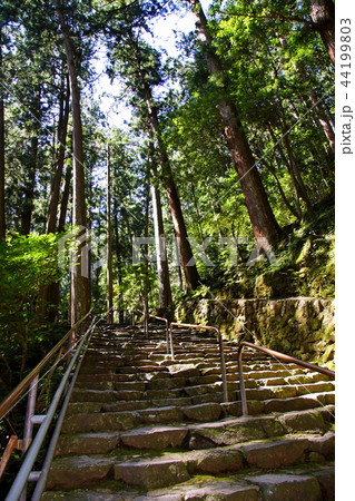 熊野那智大社　別宮・飛瀧神社　参道石段 （ 和歌山県 東牟婁郡 那智勝浦町 ） 44199803