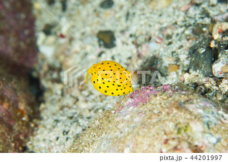 ミナミハコフグ幼魚 44201997