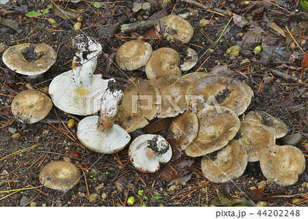 クロハツモドキ 44202248