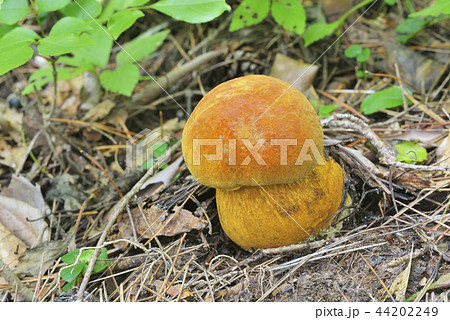 アカヤマドリ 44202249