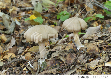 イッポンシメジ 44202252