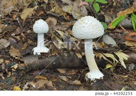 タマシロオニタケ 44202253