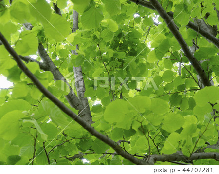 画面いっぱいの緑の葉 44202281
