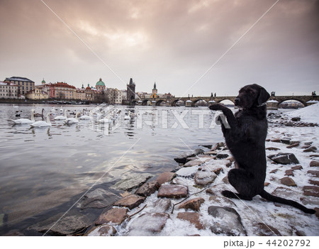 Black dog posing on bank of river Vltava in Prague. 44202792