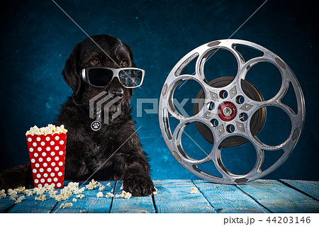 Black funny dog withRetro film production accessories. Black funny dog withRetro film production accessories. 44203146