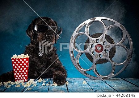 Black funny dog withRetro film production accessories. Black funny dog withRetro film production accessories. 44203148