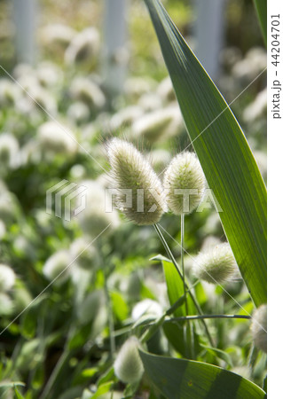 The Flower Garden, many different flowersin the garden are beautiful. 105 The Flower Garden, many different flowersin the garden are beautiful. 105 44204701
