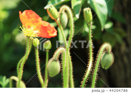 Flowers garden, it's good way to enjoy the sun and nature. 158 44204786