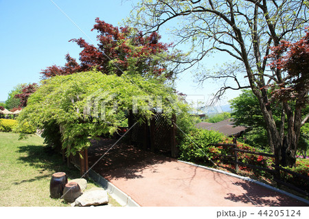 Flowers garden, it's good way to enjoy the sun and nature. 184 Flowers garden, it's good way to enjoy the sun and nature. 184 44205124