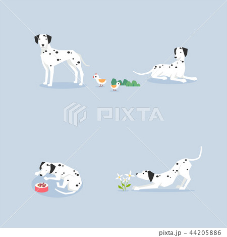 Animal icons collection vector illustration 003 Animal icons collection vector illustration 003 44205886