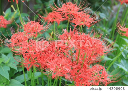 ヒガンバナ ヒガンバナ 44206908
