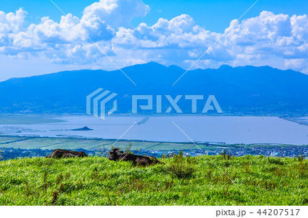 新緑の牧場の里あづま　牛の放牧　【長崎県雲仙市吾妻町】 44207517