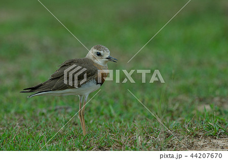 Oriental Plover (Charadrius veredus) 44207670