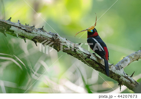 Black-and-Red broadbill on a branch 44207673
