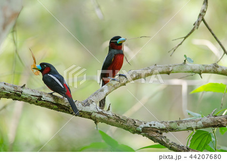 Black-and-Red broadbill on a branch 44207680